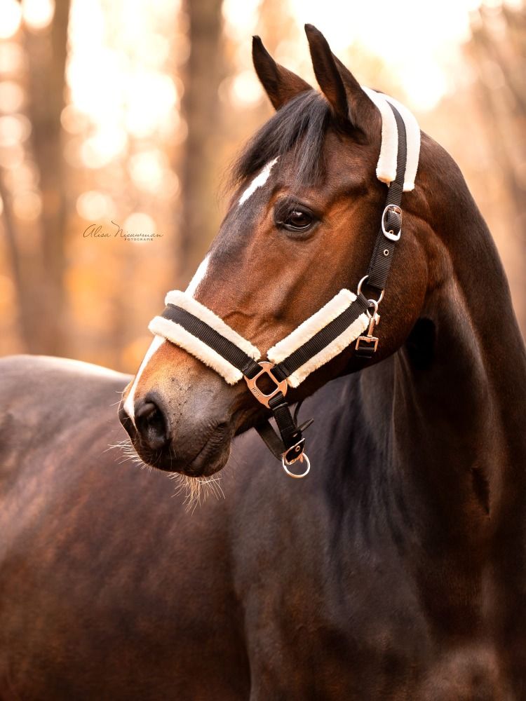 KWPN dressuurpaard Merrie 6 jaar Donkerbruin te koop - Foto 3