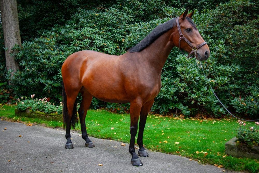 springpaard Merrie 5 jaar te koop - Foto 2