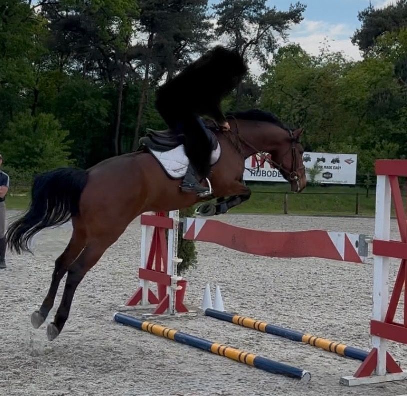 springpaard Merrie 5 jaar te koop - Foto 5