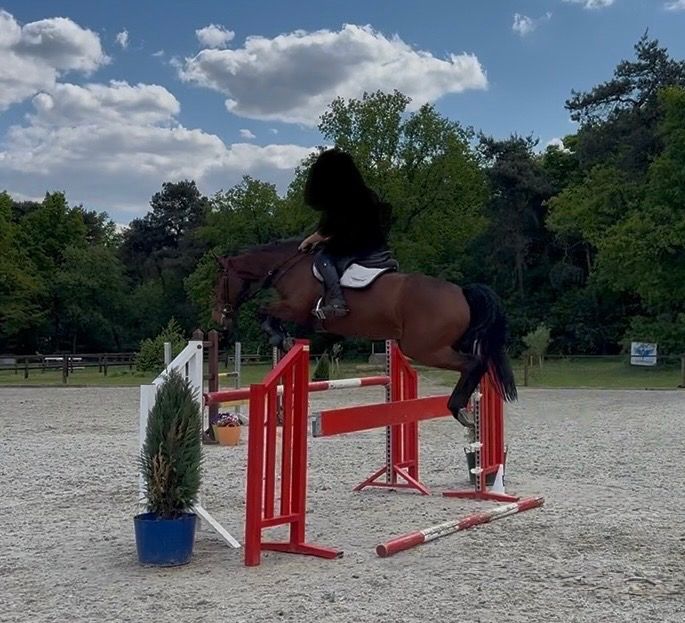 springpaard Merrie 5 jaar te koop - Foto 4