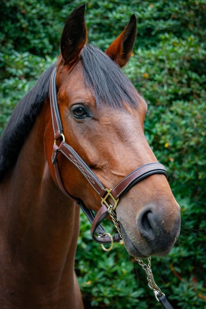 springpaard Merrie 5 jaar te koop - Foto 3