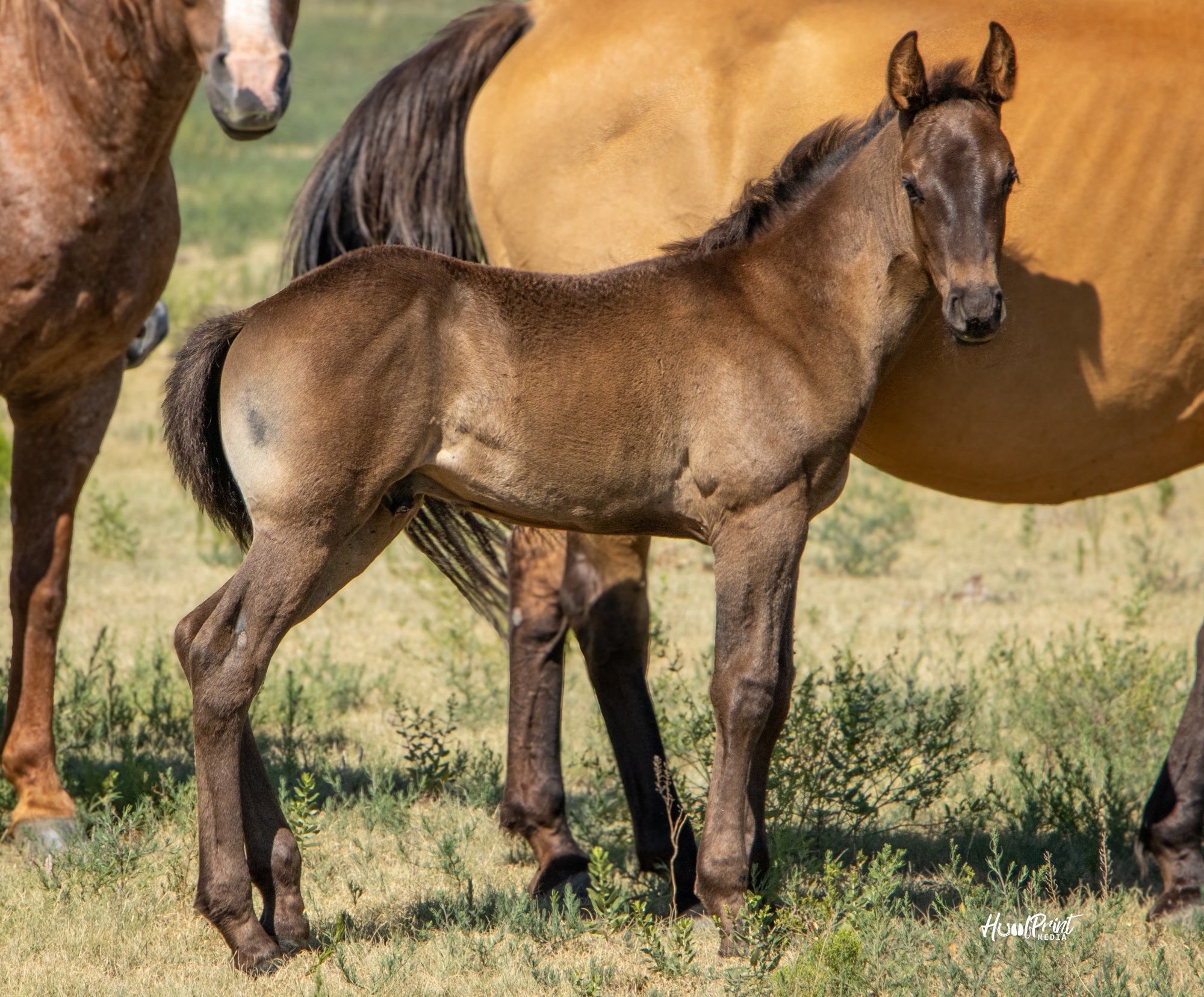 quarter-horse western-paard hengst 1 歳 売り出し中 - メイン写真