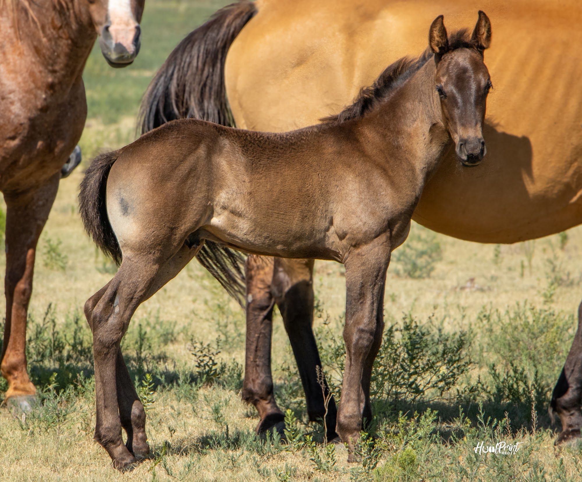quarter-horse western-paard hengst 1 歳 売り出し中 - 写真 2