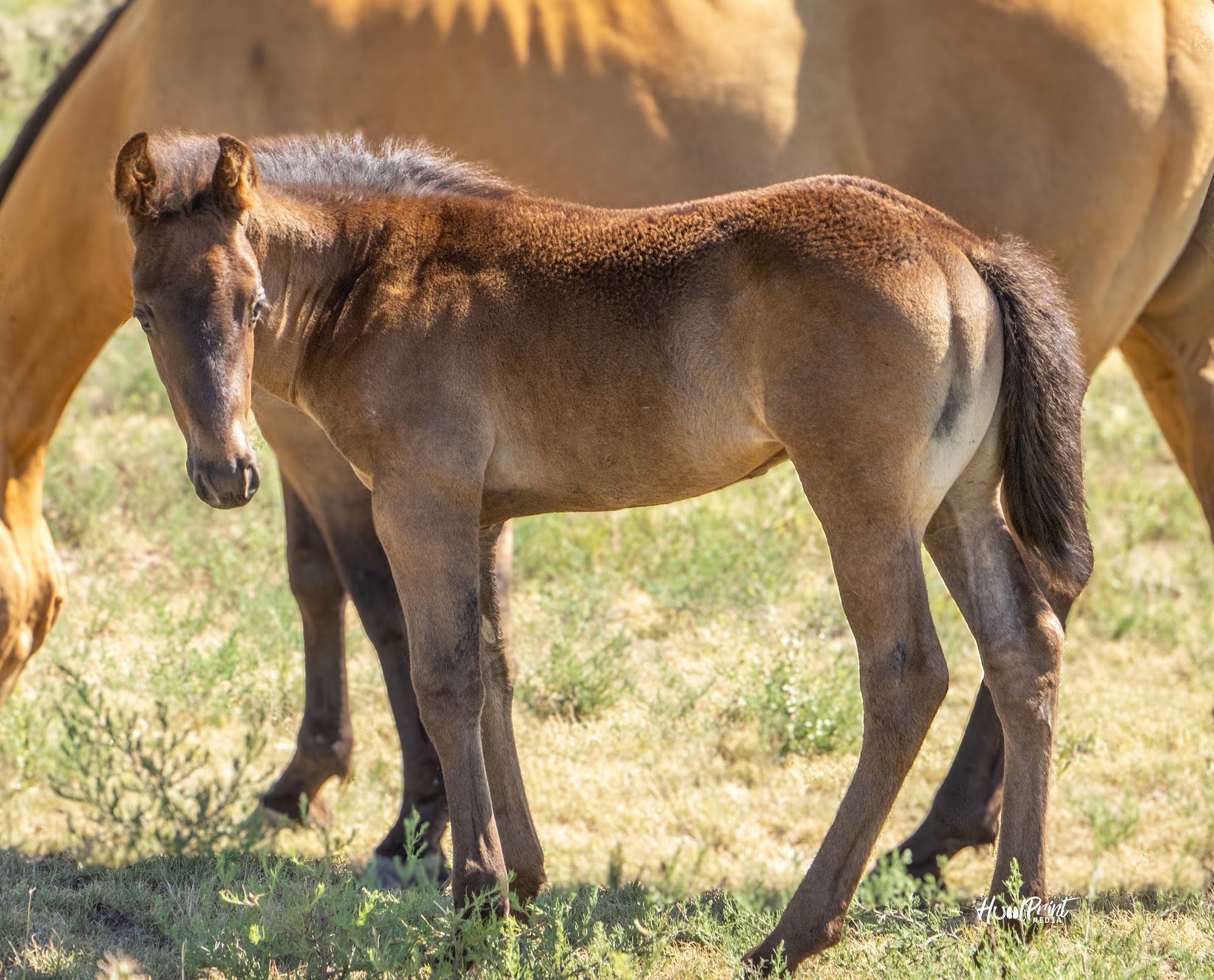 quarter-horse western-paard hengst 1 歳 売り出し中 - 写真 3
