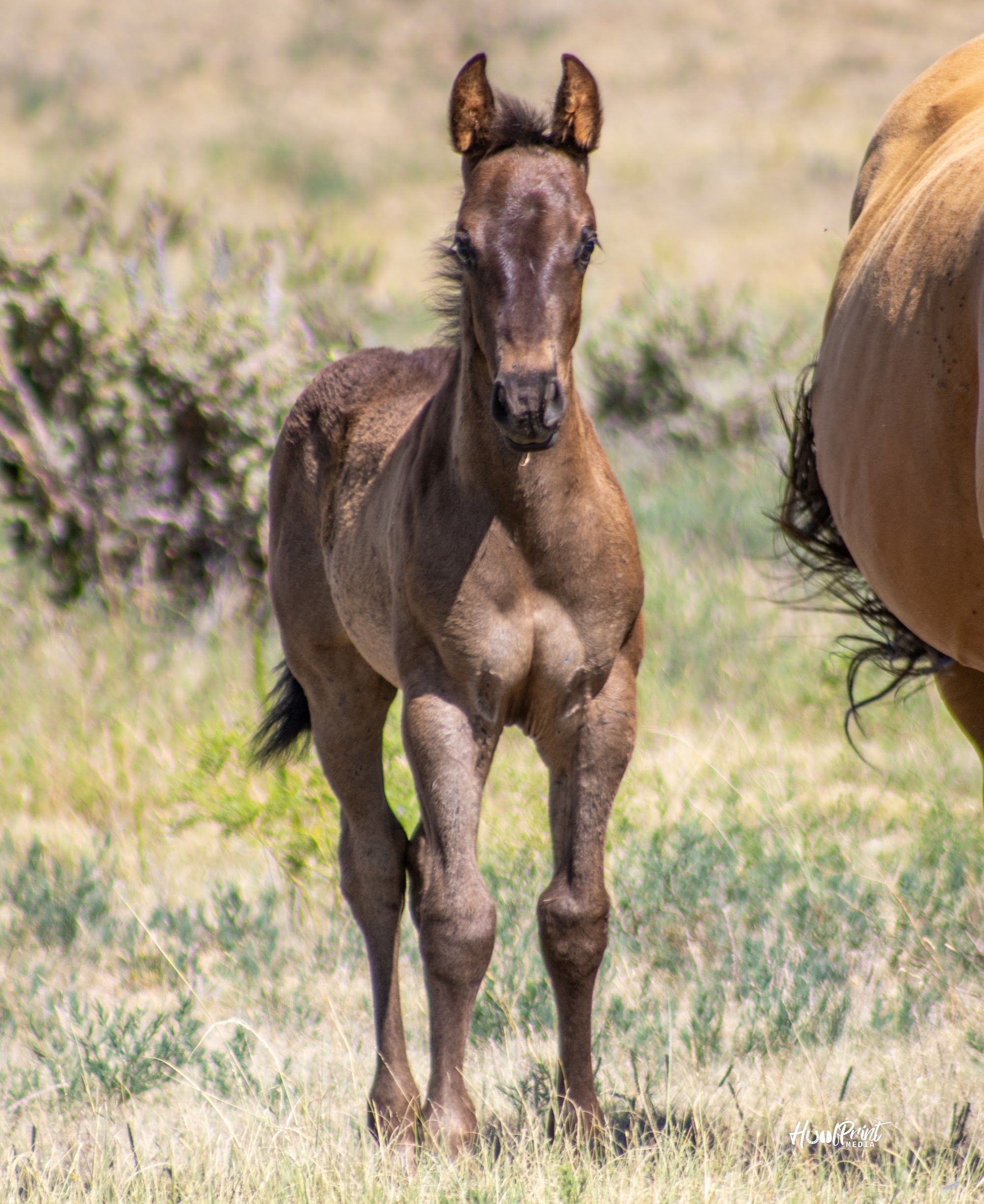 quarter-horse western-paard hengst 1 歳 売り出し中 - 写真 4