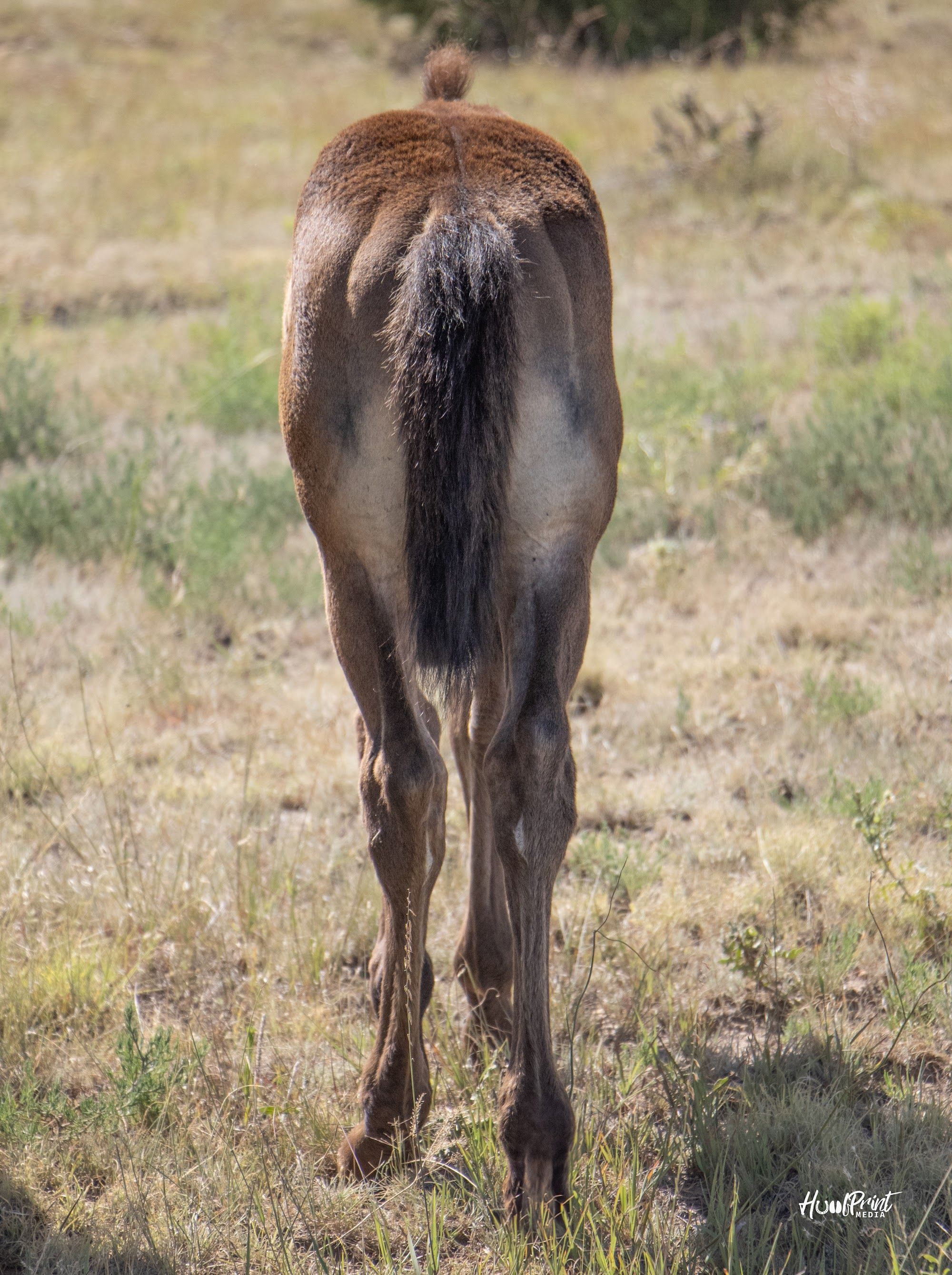 quarter-horse western-paard hengst 1 歳 売り出し中 - 写真 5