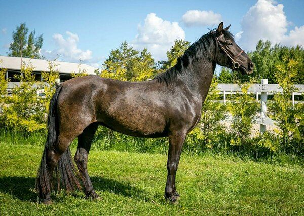Estonian Native Horse dressage, show jumping stallion 23.06.2025 歳 Black 売り出し中 - 写真 6
