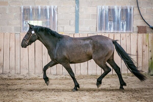 Estonian Native Horse dressage, show jumping stallion 23.06.2025 歳 Black 売り出し中 - 写真 2