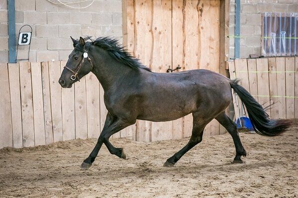 Estonian Native Horse dressage, show jumping stallion 23.06.2025 歳 Black 売り出し中 - 写真 3