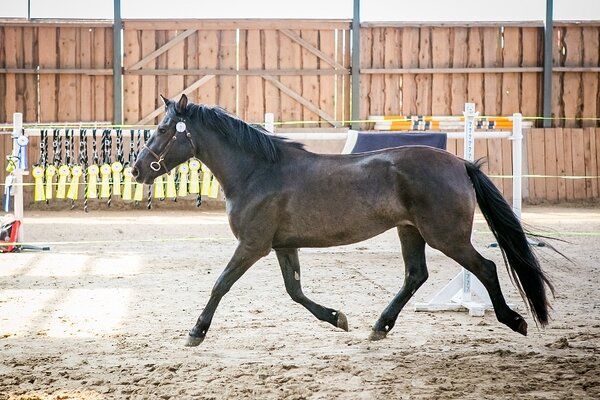 Estonian Native Horse dressage, show jumping stallion 23.06.2025 歳 Black 売り出し中 - 写真 4