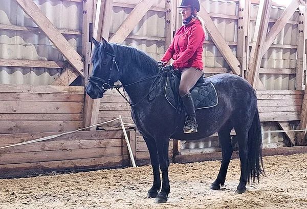 Estonian Native Horse dressage, show jumping stallion 23.06.2025 歳 Black 売り出し中 - 写真 5