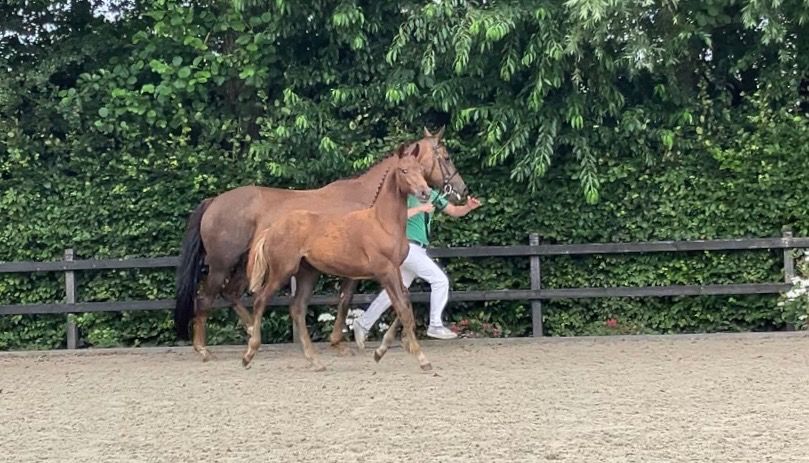 KWPN dressuurpaard Hengst Vos te koop - Foto 3
