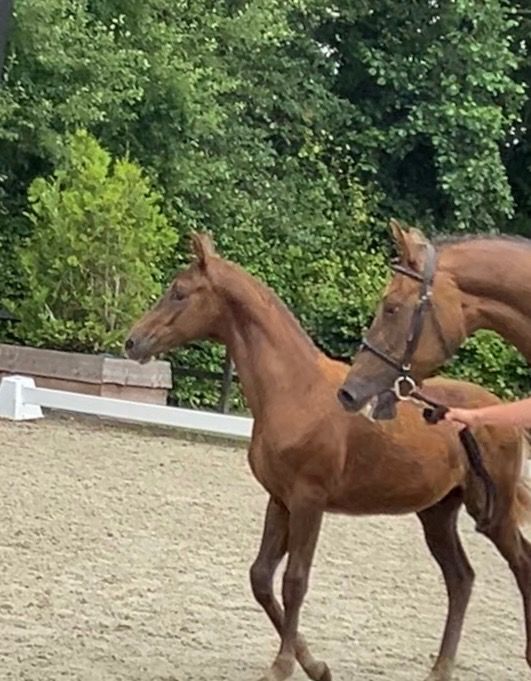 KWPN dressuurpaard Hengst Vos te koop - Foto 5