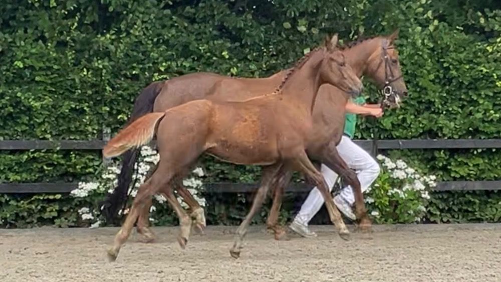 KWPN dressuurpaard Hengst Vos te koop - Foto 6