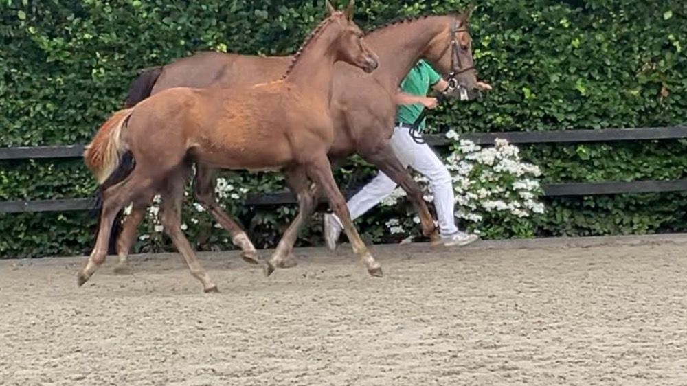 KWPN dressuurpaard Hengst Vos te koop - Foto 2
