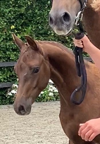 KWPN dressuurpaard Hengst Vos te koop - Foto 4