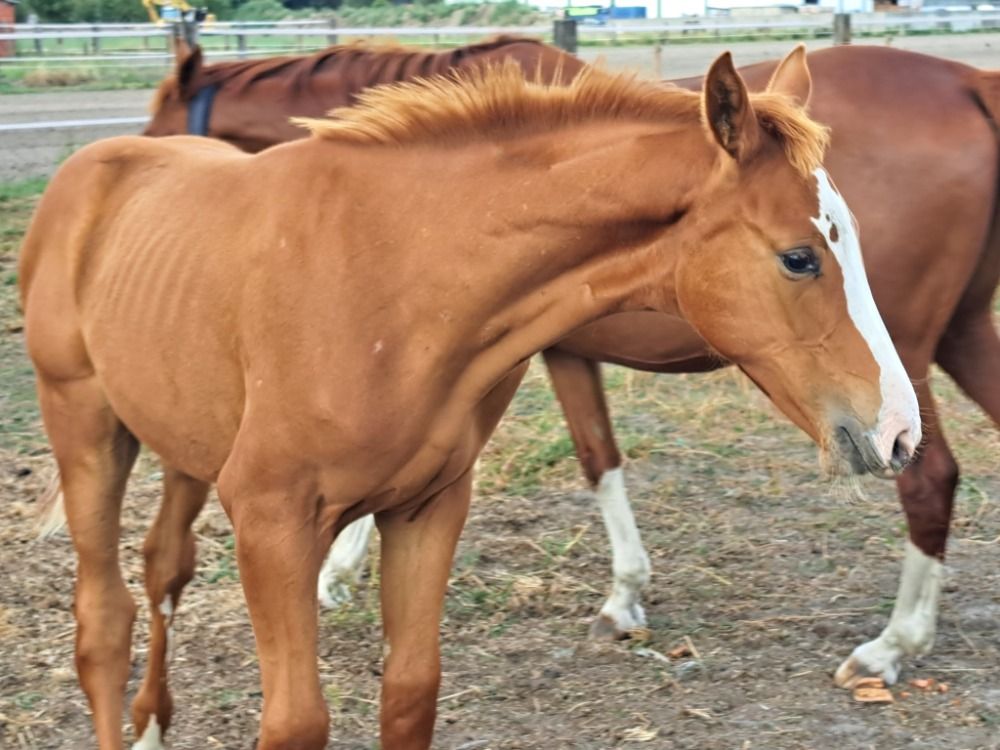 Veulen Poker De Mariposa x Ros Van 't Ruytershof colt