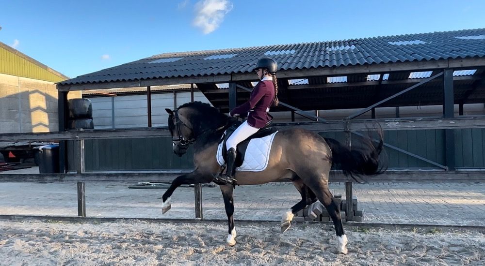 Welsh allround-pony Hengst 11 Jahre alt Andere zu verkaufen - Foto 3
