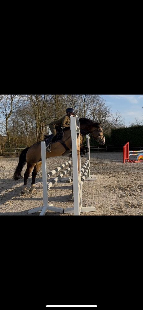 Welsh allround-pony Hengst 11 Jahre alt Andere zu verkaufen - Foto 6