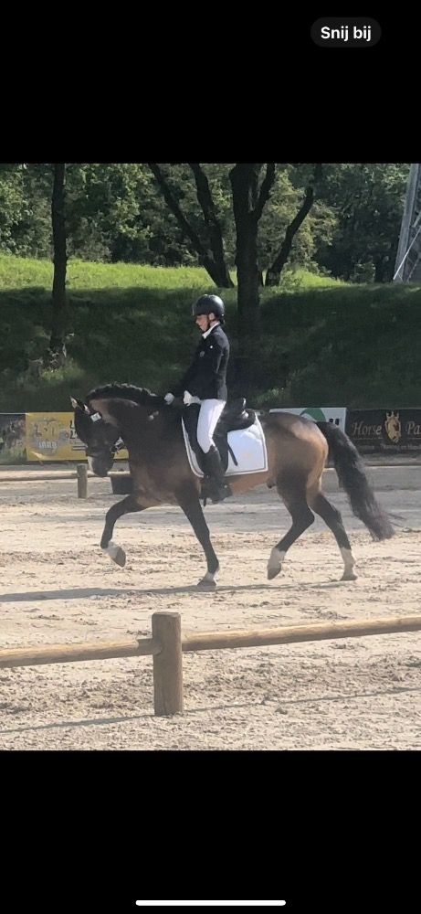 Welsh allround-pony Hengst 11 Jahre alt Andere zu verkaufen - Foto 4