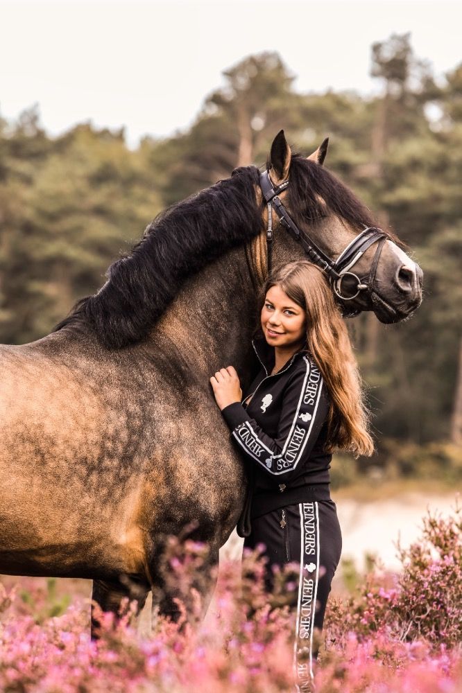 D-Pony Hengst