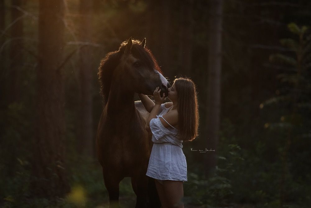 Welsh allround-pony Hengst 11 Jahre alt Andere zu verkaufen - Foto 5