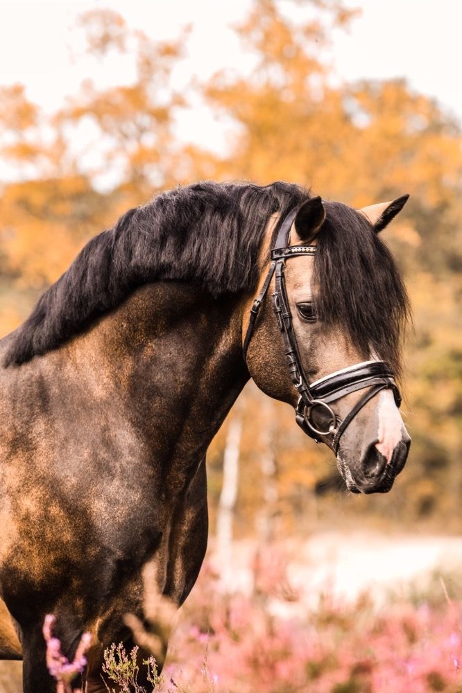 Welsh allround-pony Hengst 11 Jahre alt Andere zu verkaufen - Foto 2