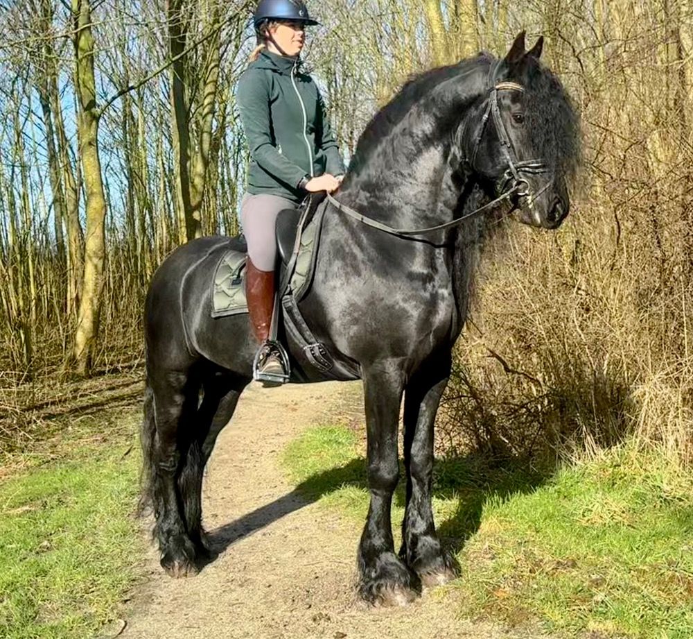 FPS (Nederland) fries Hengst 5 jaar Zwart te koop - Foto 2