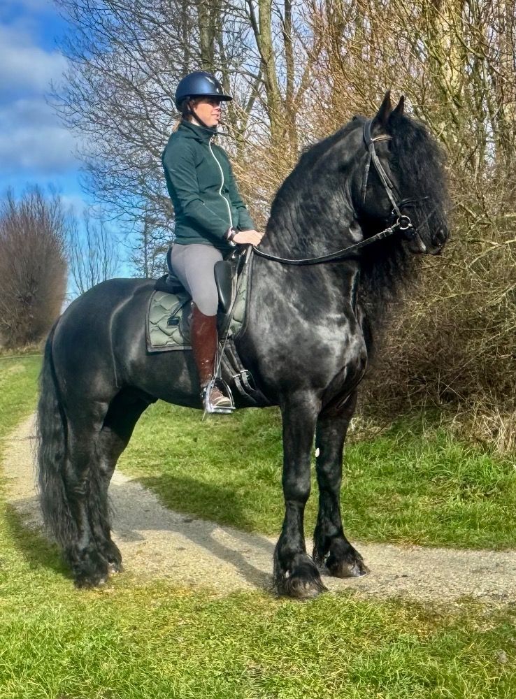 FPS (Nederland) fries Hengst 5 jaar Zwart te koop - Foto 5