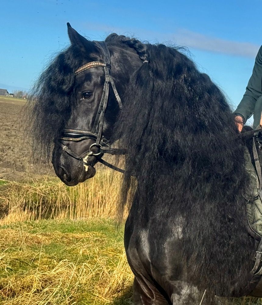 FPS (Nederland) fries Hengst 5 jaar Zwart te koop - Foto 6