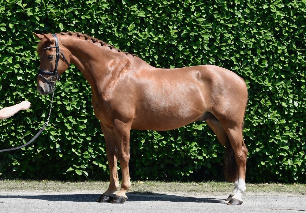 KWPN paard Ruin 11 jaar Vos te koop - Hoofdfoto