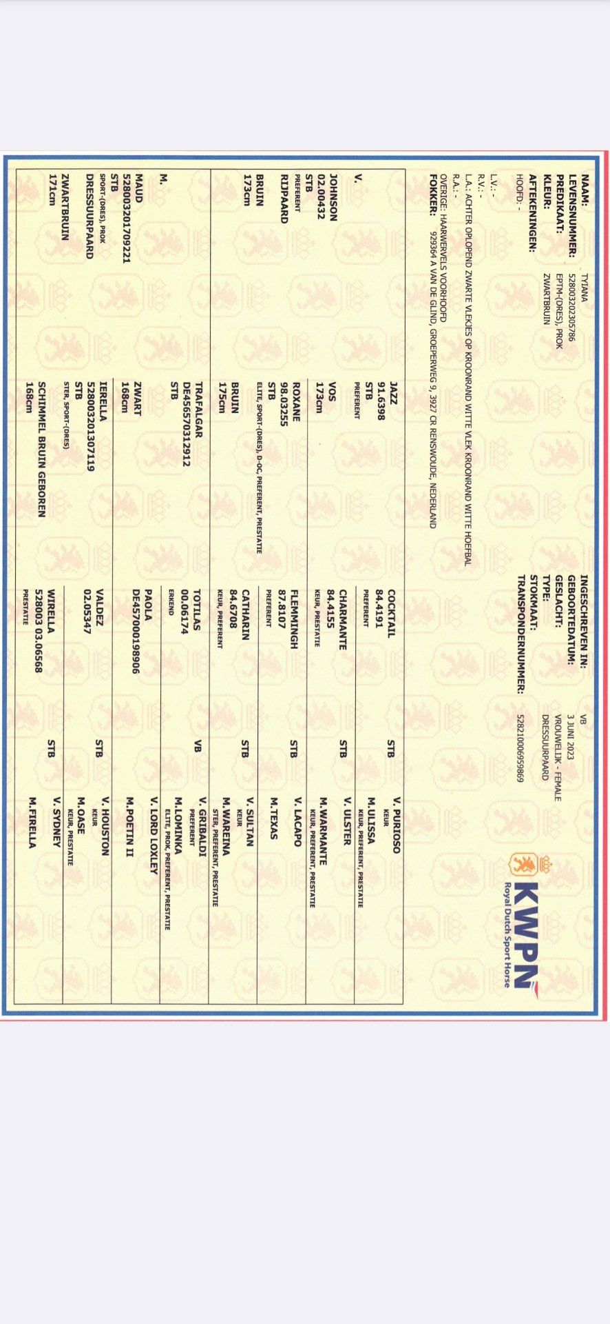 kwpn dressuurpaard merrie 3 ani zwart de vânzare - Foto 4
