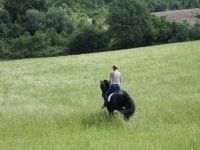 Friesian attacchi, passeggiata stallion 19 anni (nato nel 2007) years old for sale - Photo 2