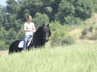 Friesian attacchi, passeggiata stallion 19 anni (nato nel 2007) years old for sale - Photo 3