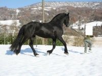 Friesian attacchi, passeggiata stallion 19 anni (nato nel 2007) years old for sale - Photo 4