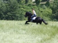 Friesian attacchi, passeggiata stallion 19 anni (nato nel 2007) years old for sale - Photo 5