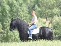 Friesian attacchi, passeggiata stallion 19 anni (nato nel 2007) years old for sale - Photo 6