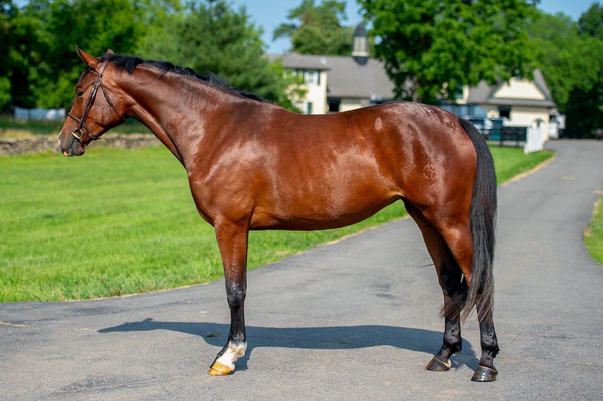Belgian Warmblood jachtpaard mare 4 years old Bay for sale - Photo 2