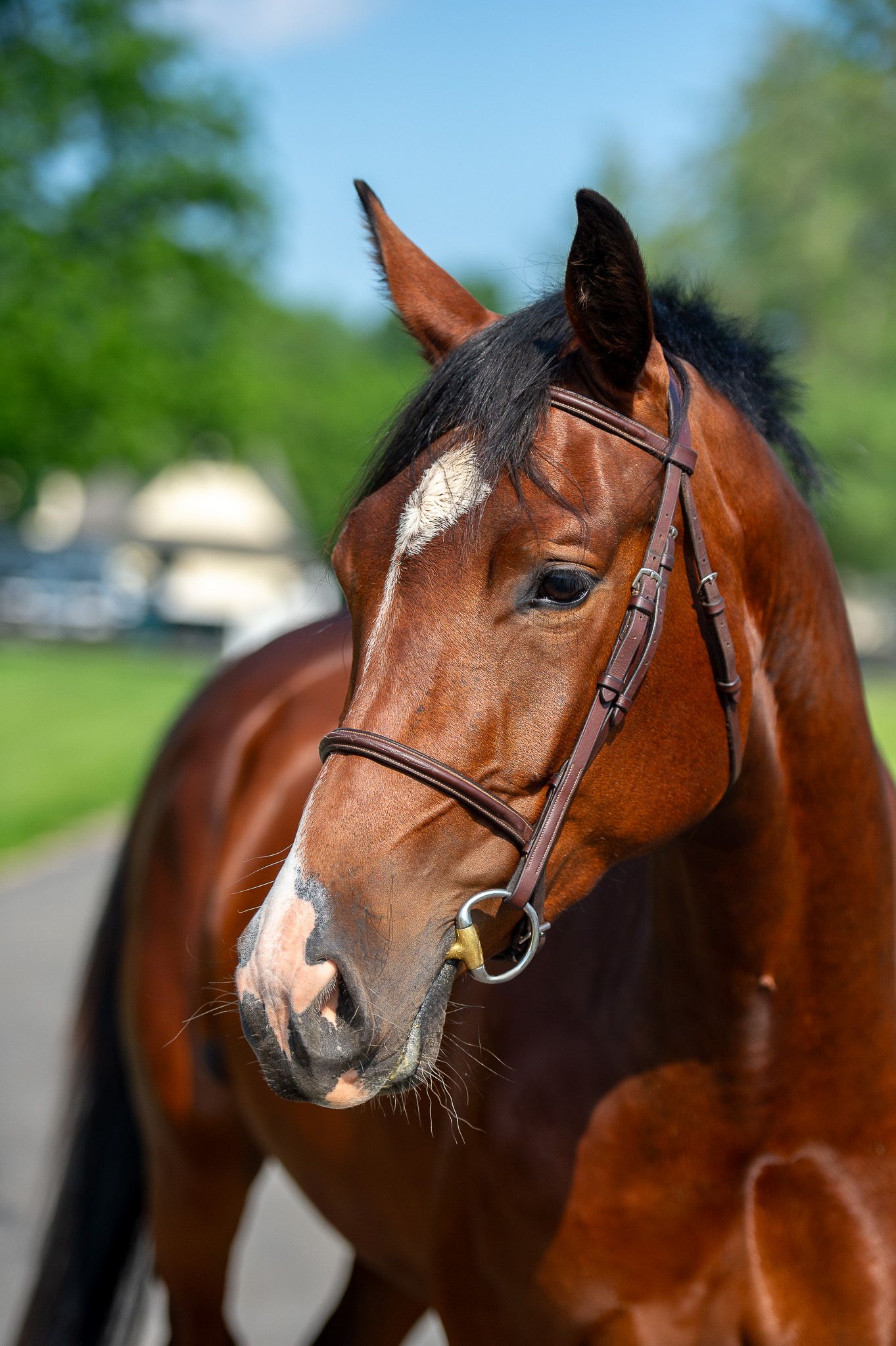 Belgian Warmblood jachtpaard mare 4 years old Bay for sale - Photo 3
