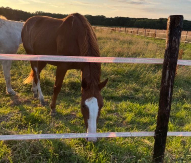 Zangersheide springpaard Merrie 4 jaar Vos te koop - Hoofdfoto