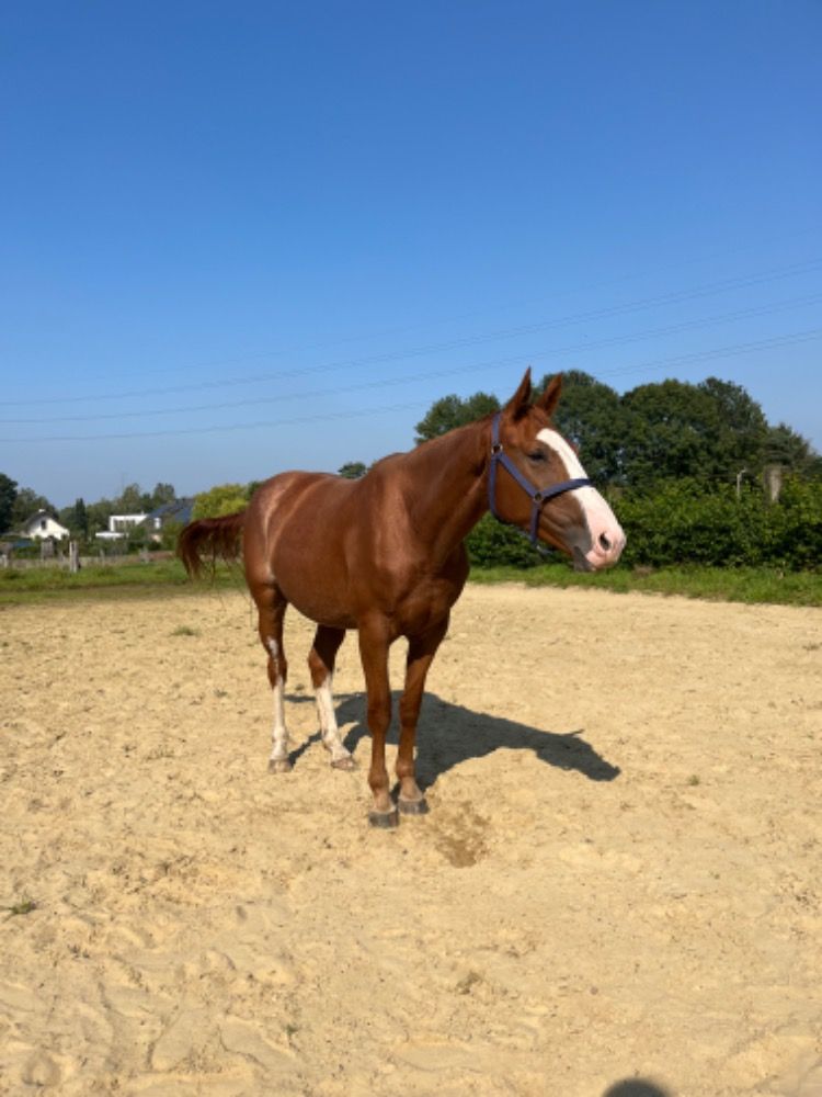 Zangersheide springpaard Merrie 4 jaar Vos te koop - Foto 4