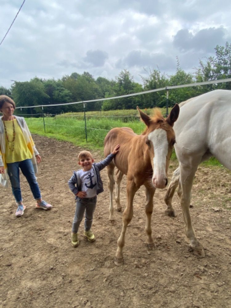 Zangersheide springpaard Merrie 4 jaar Vos te koop - Foto 3