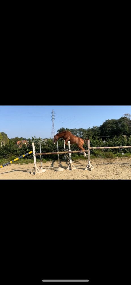 Zangersheide springpaard Merrie 4 jaar Vos te koop - Foto 2
