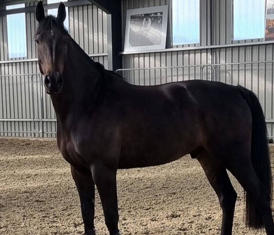 Beautiful 5 Year old x Ustinov