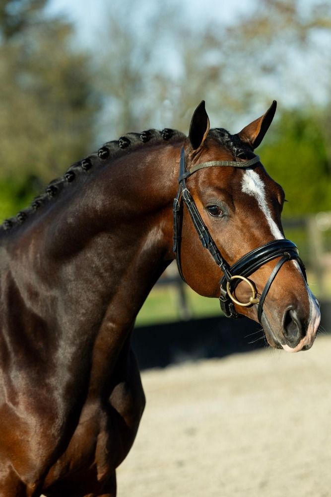 KWPN dressuurpaard Ruin 4 jaar Donkerbruin te koop - Foto 2