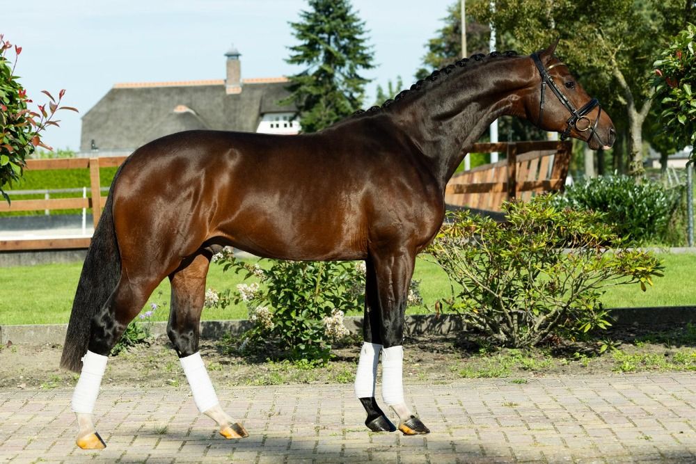 Te koop talentvolle brave ruin