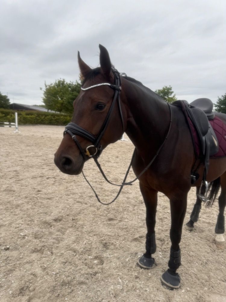 BWP dressuurpaard Merrie 5 jaar Donkerbruin te koop - Foto 2