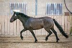 Estonian Native Horse dressage, show jumping stallion 26.06.2024 歳 Black 売り出し中 - 写真 2