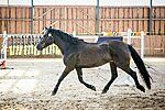 Estonian Native Horse dressage, show jumping stallion 26.06.2024 歳 Black 売り出し中 - 写真 3