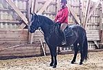 Estonian Native Horse dressage, show jumping stallion 26.06.2024 歳 Black 売り出し中 - 写真 5